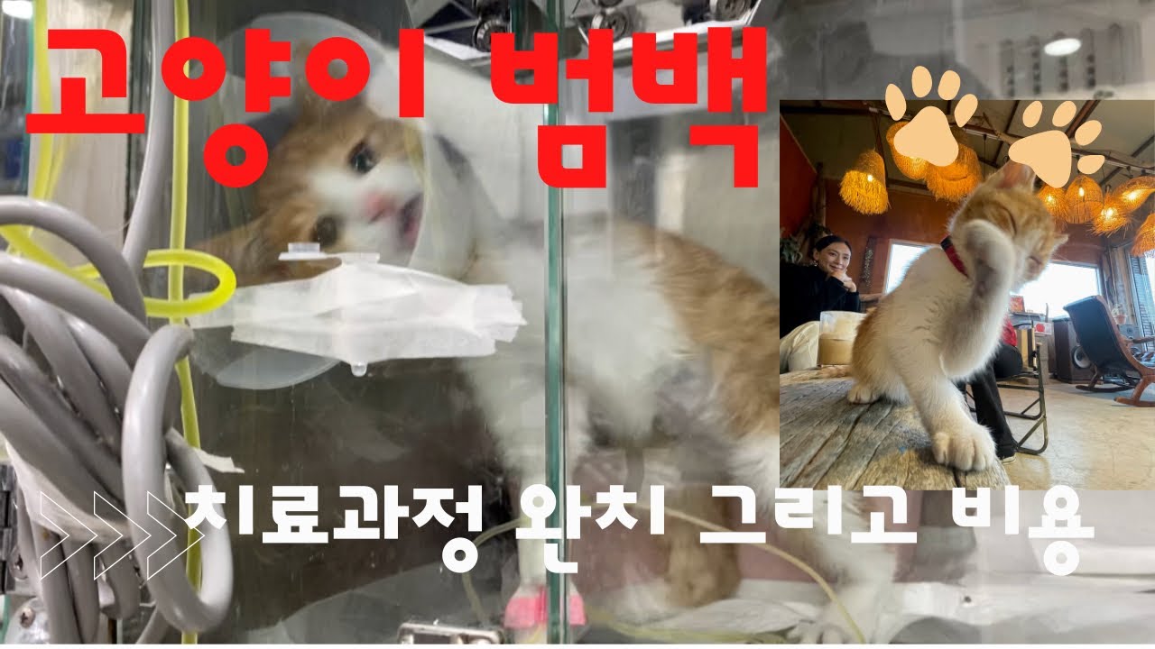 고양이 범백 파보 치료과정 및 완치 입원비 치료비 공개-새끼고양이 범백 살 수있어요 힘내세요 카페냥이 통키의 범백치료과정과 완치일지