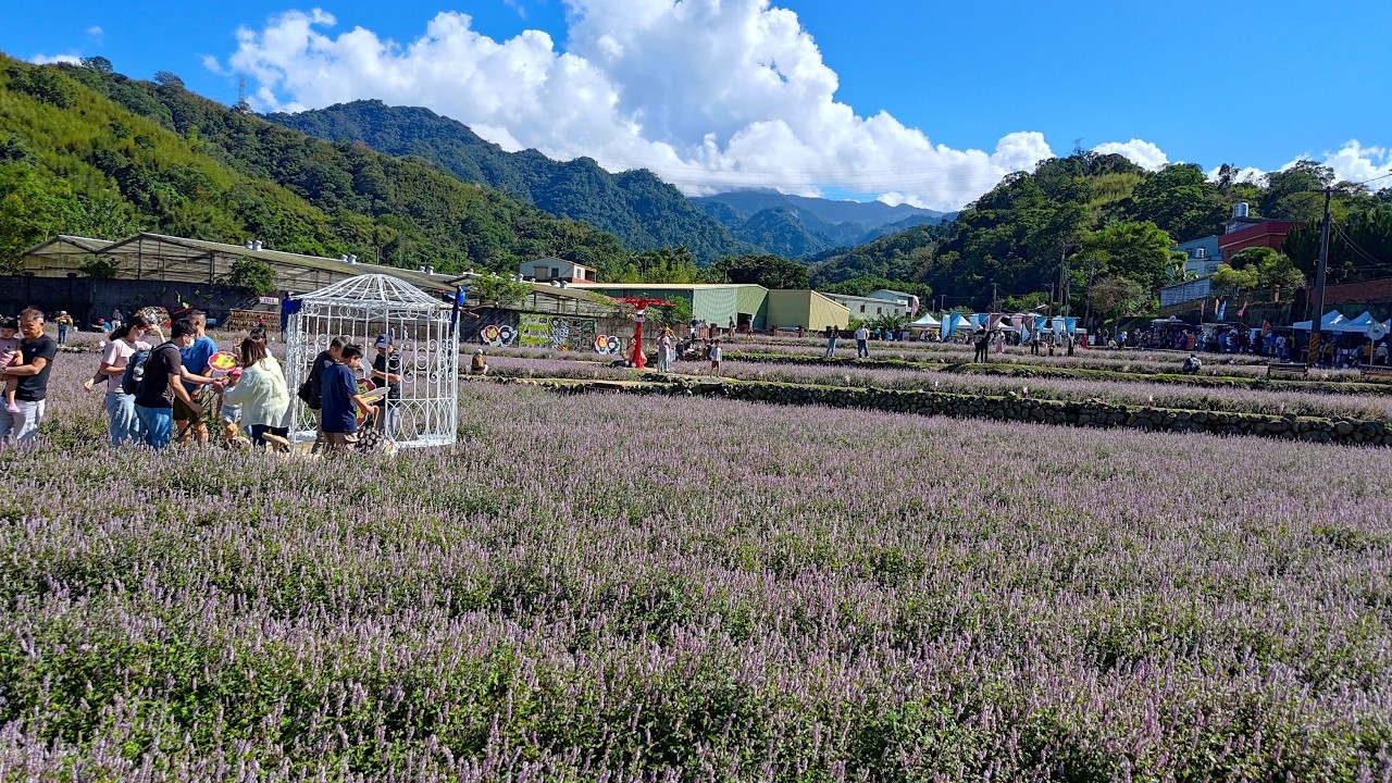 2024 獅潭仙草花節 Mesona Flower Festival 新店老街 Xindian Old Street 鐘樓古道 Zhonglou Trail [ POV Video, Taiwan ]