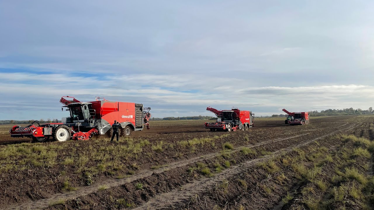 Potato harvest 2023 with 3x Dewulf Enduro | APH Group