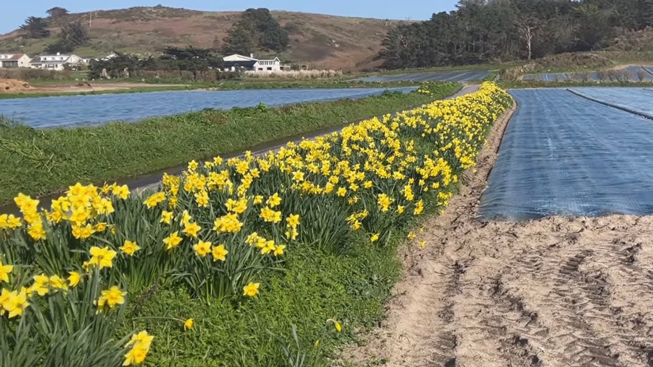 Daffodils in St Ouens Bay | Jersey Channel Islands | February 2026