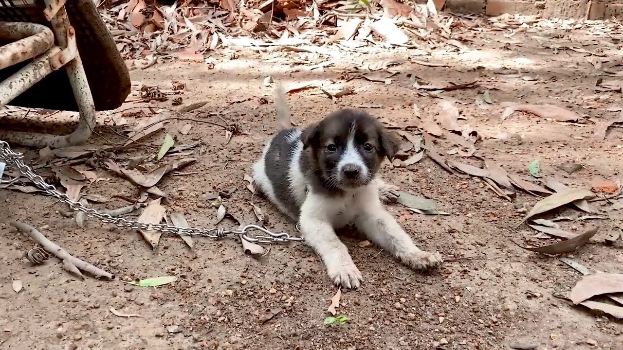 Der Besitzer lie&szlig; den armen Hund zur&uuml;ck, er zitterte vor Hunger, wir weinten um den Hund