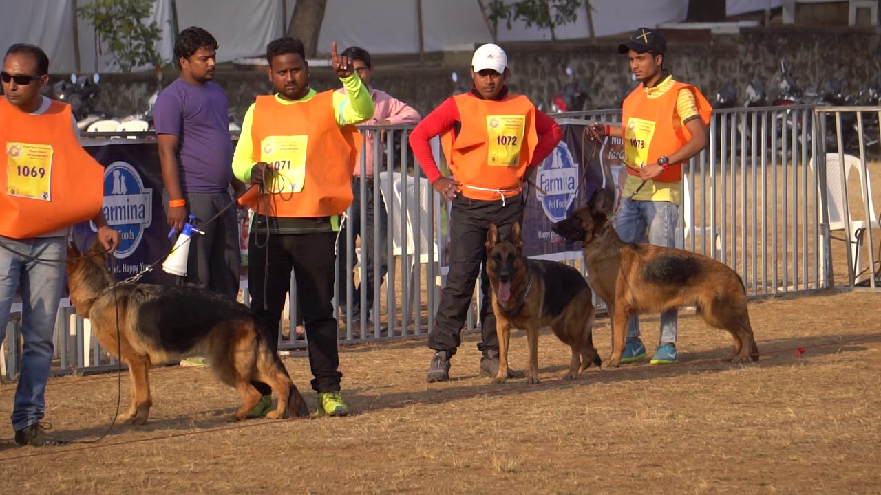 Nagpur GSD speciality show 25 Nov 2018.