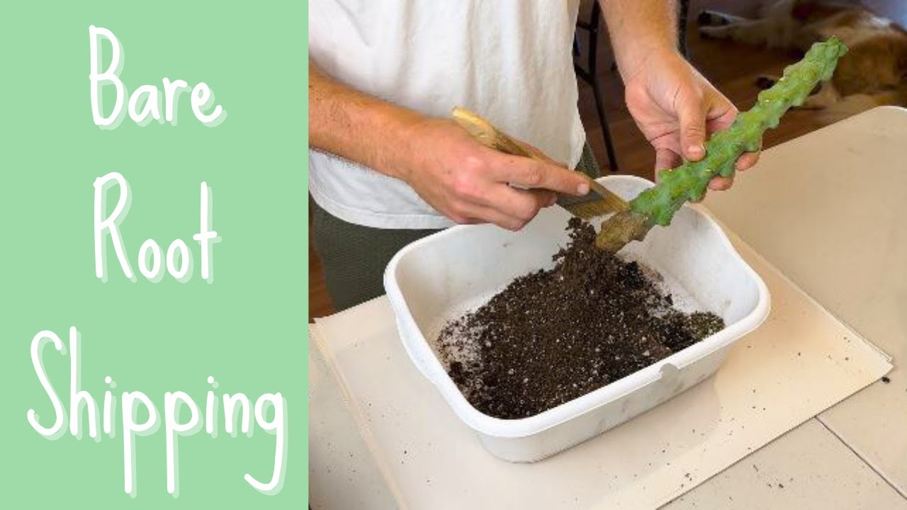 Cactus Bare Root Shipping - How it works