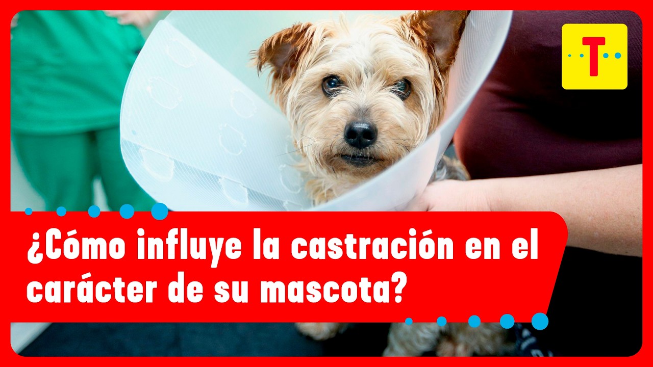 ¿Castrar a su perro mejora su comportamiento? Descúbralo con Cecho Vet | Cómo Amaneció