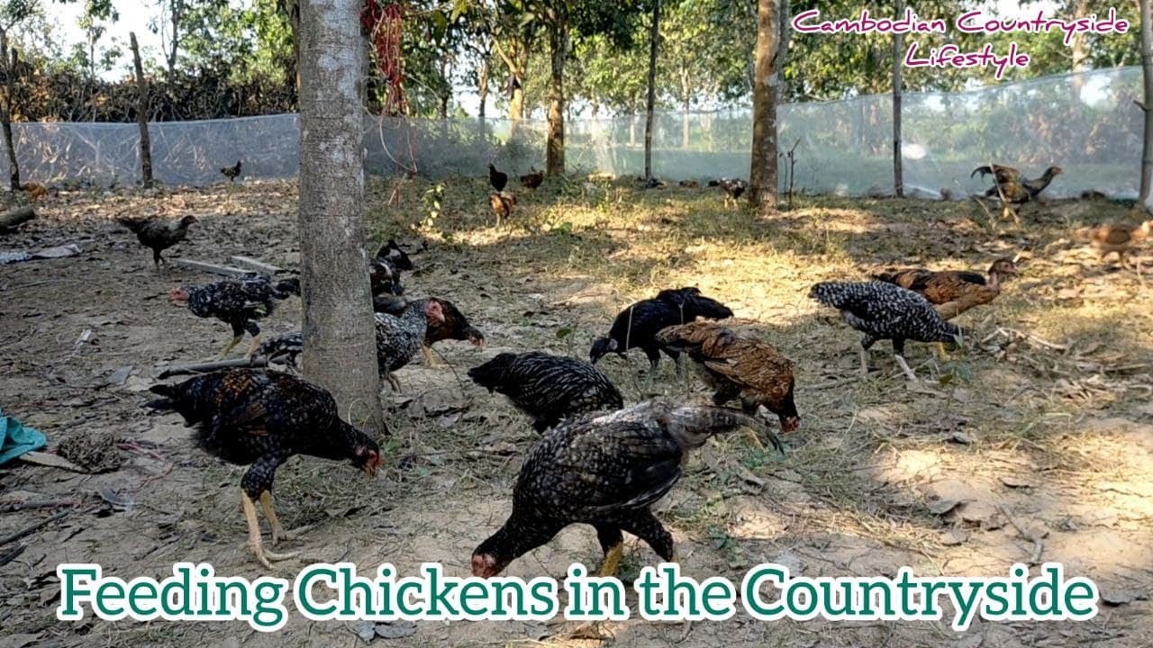 Feeding Chickens in the Countryside [Cambodian Countryside Lifestyle]