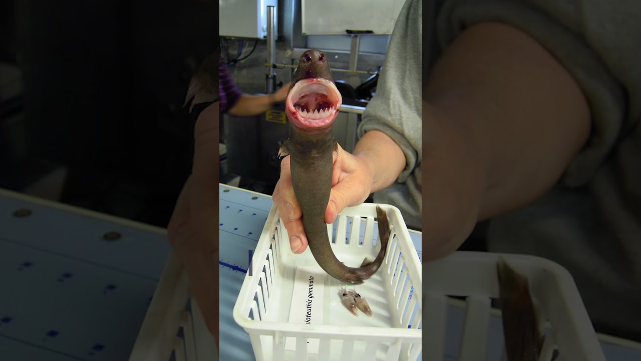 Creatures of the Deep: Cookiecutter Sharks