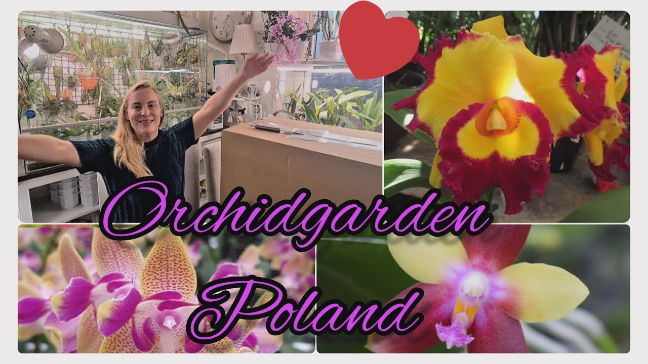 Orchid HAUL Orchid garden Poland