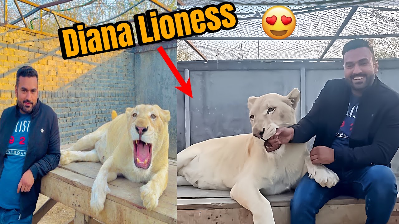 Diana Lioness Nai Hairan Kar Diya 😱🦁😱