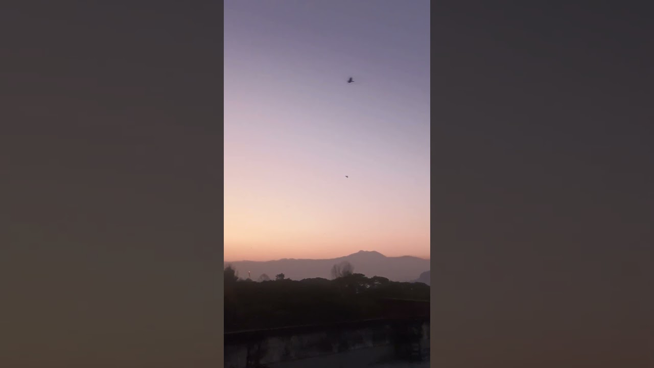#birds