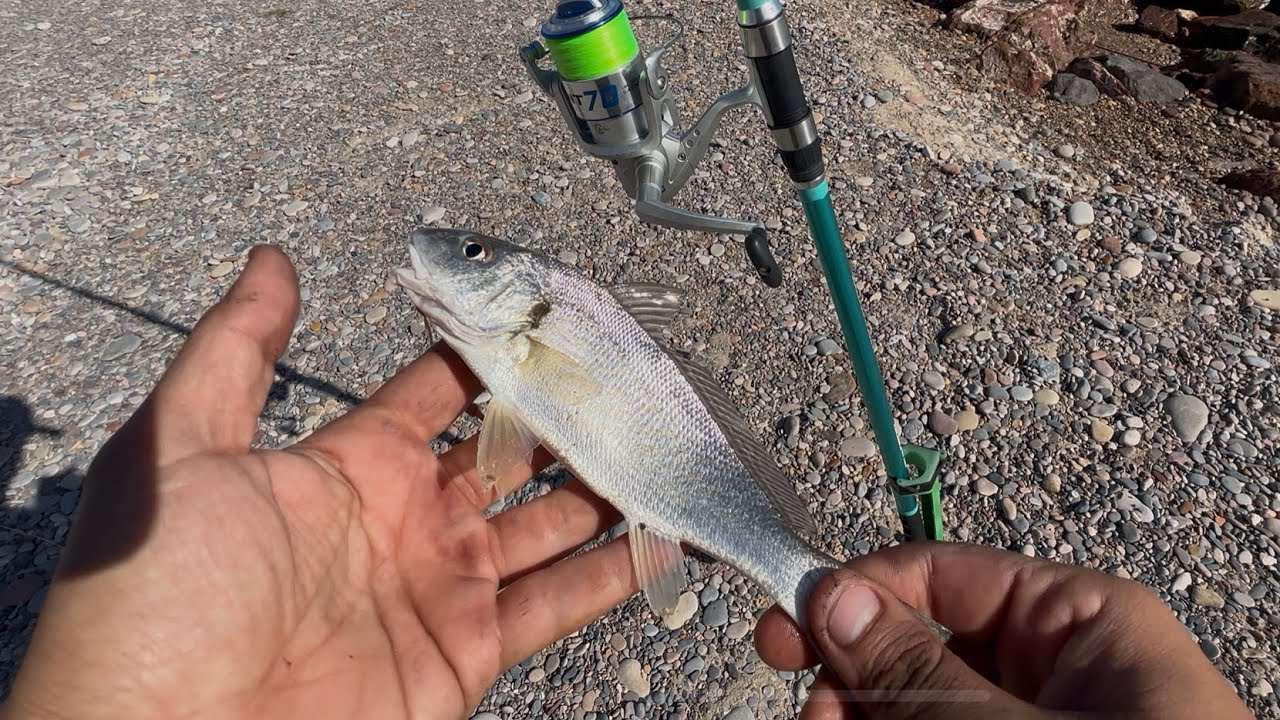 La IMPORTANCIA de SABER donde estás PESCANDO !! SURFCASTING en ESPIGÓN!!!