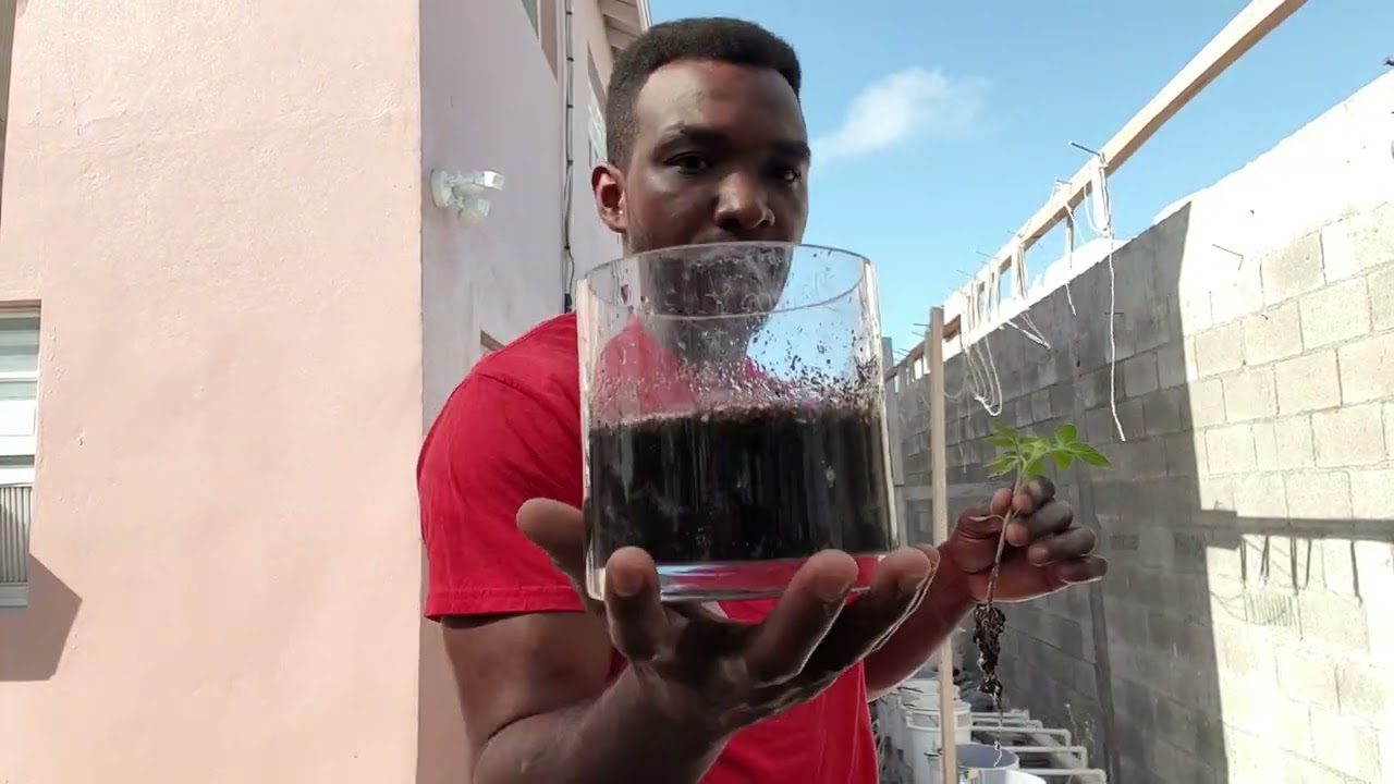 How to remove peat moss from seedling roots to grow in hydroponic system