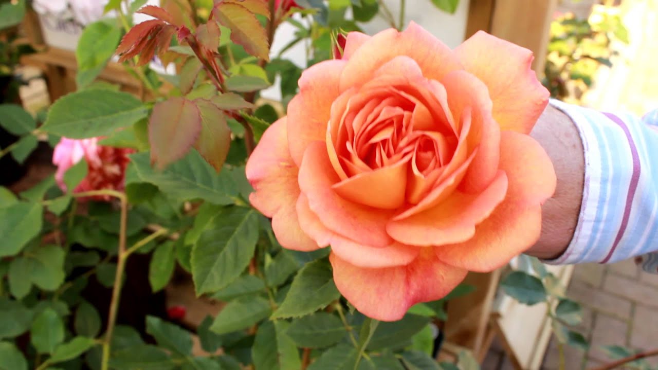 Roses at Glendoick