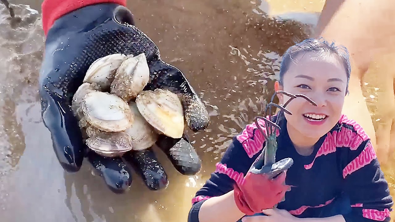 【English sub】小章趕海，沙灘上蛤蜊一挖一籮筐！還抓到章魚和螃蟹！！！【趕海小章】