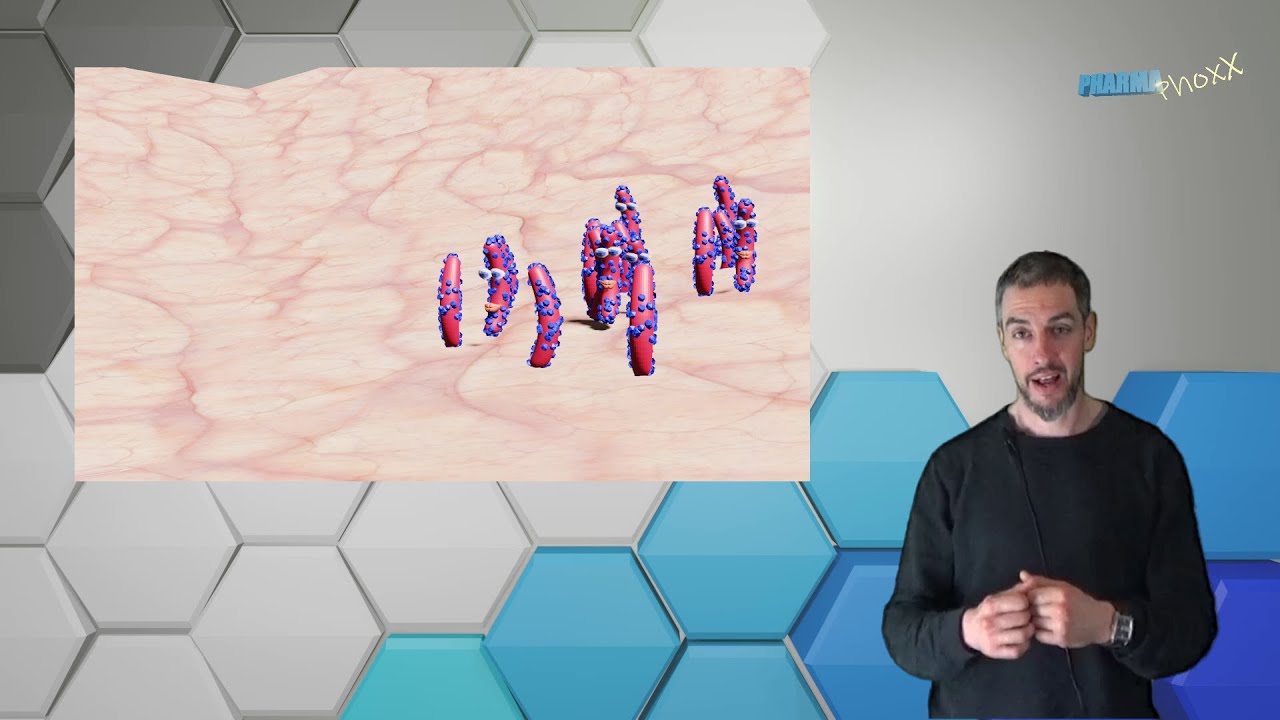 Immunsystem Grundlagen 1: angeborenes Immunsystem, Phagozytose, antigenpräsentierend, Effektormodule