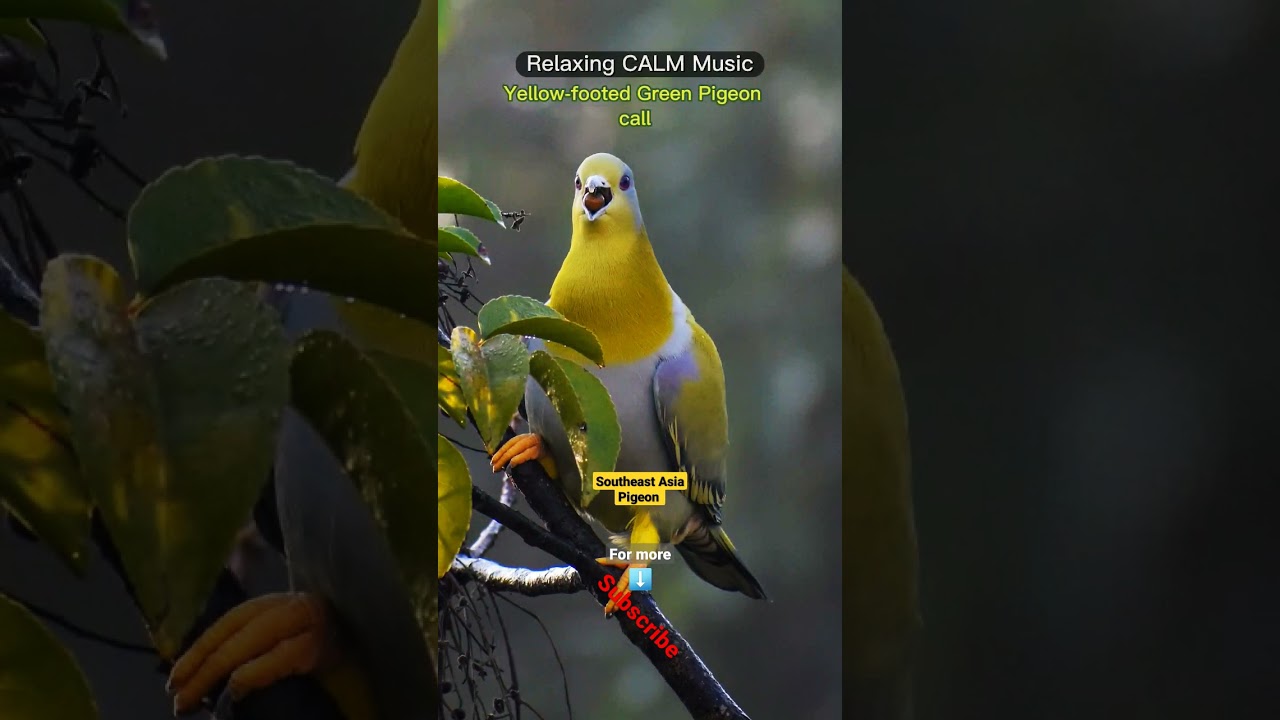 Relaxing CALM Music Southeast Asian Yellow-footed Green Pigeon