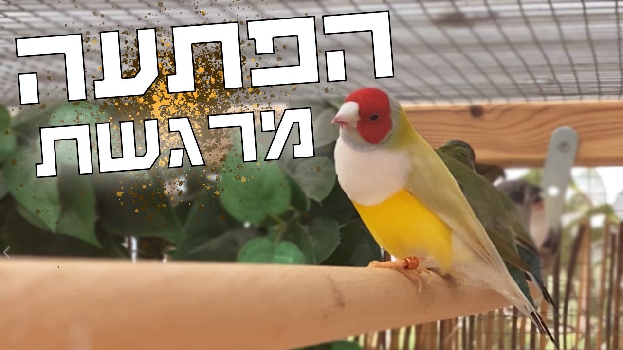 קן לציפור - עם הגשם הראשון הגיעה גם הפתעה בתא ההטלה