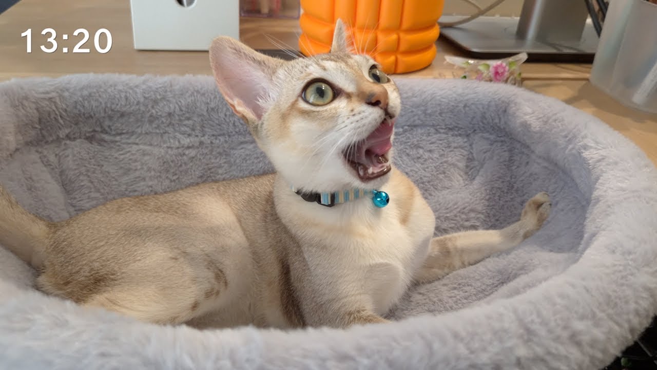 可愛い顔して新居でやりたい放題の子猫がヤバい 🐈 小さな猫の私の1日ルーティン