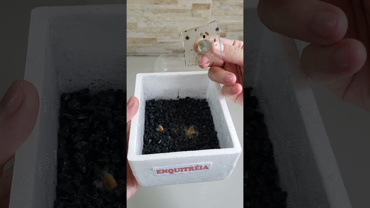 Tratamento de Peixe Betta. #aquarismo #betta #reefminuto #shorts
