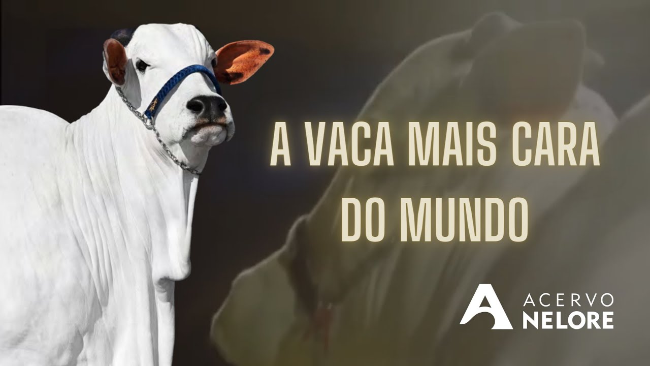 A VACA MAIS CARA DO MUNDO &Eacute; NELORE | CONFIRA TODA A EMO&Ccedil;&Atilde;O DA VENDA DA VIATINA 19