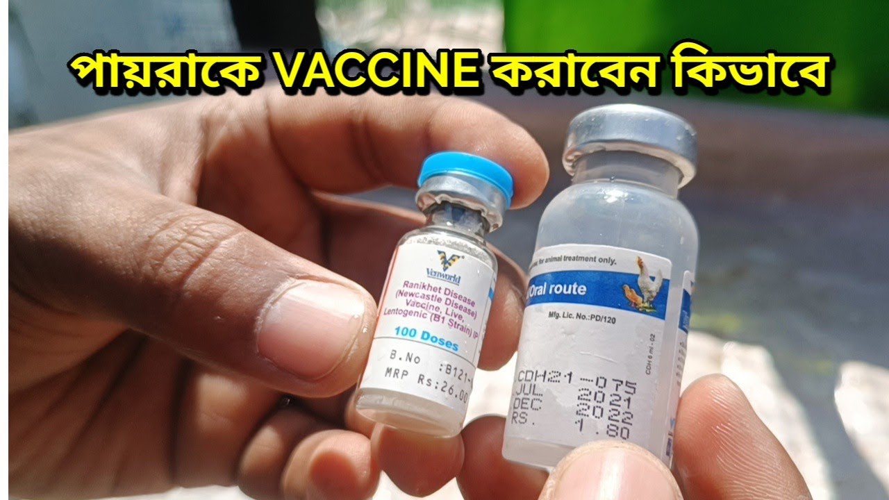 HOW TO DO PIGEON VACCINE PROCESS
