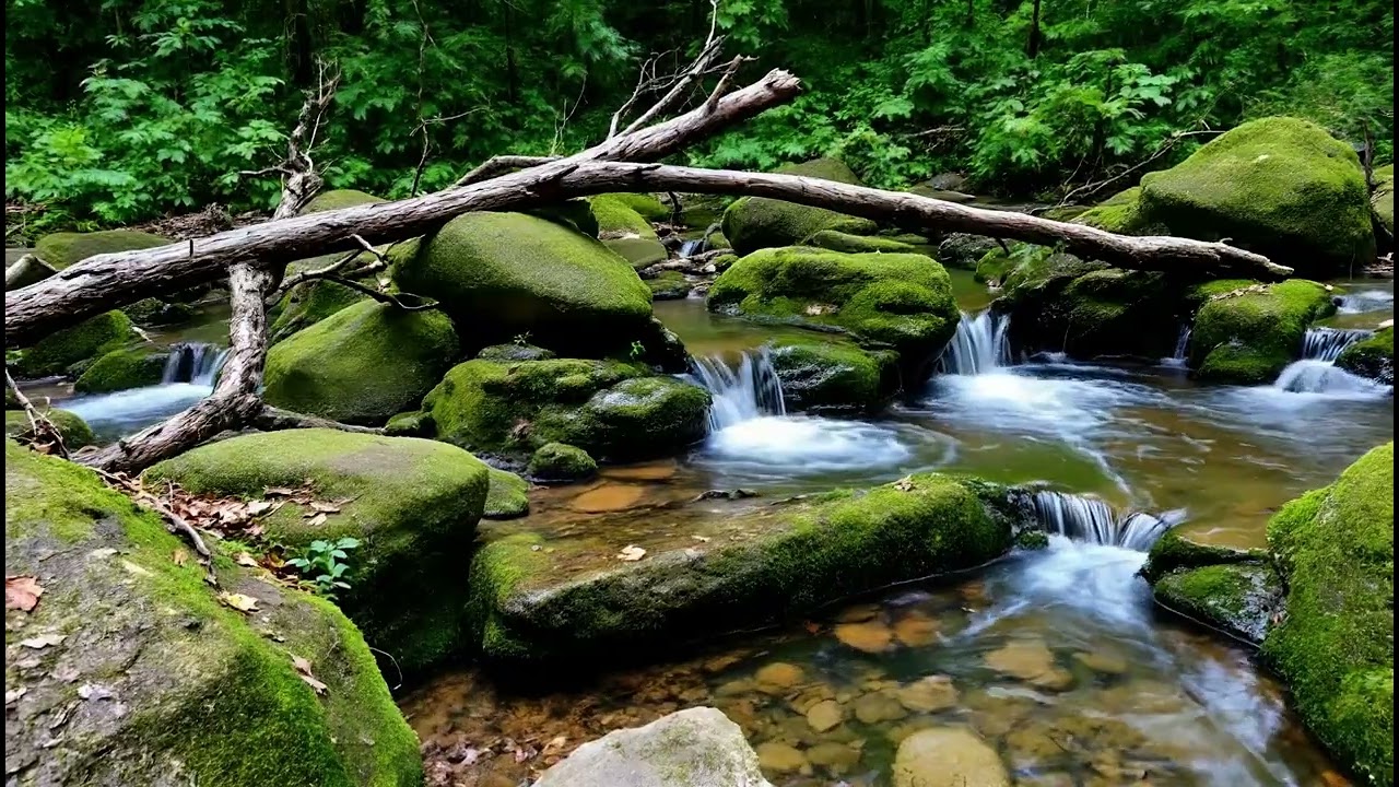 Hidden Forest Stream with Gentle Waterfall Sounds | Deep Sleep & Calm