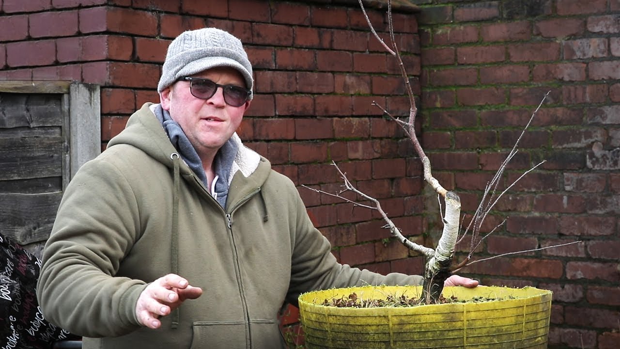 3 big trunk chops (on deciduous trees)