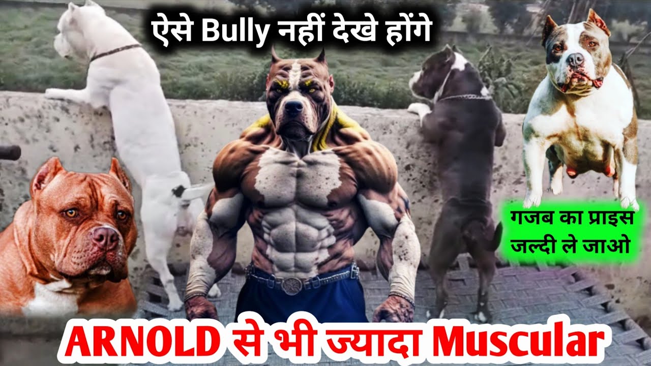 ARNOLD से भी ज्यादा Muscular American bully | Faadu quality american bully for sale