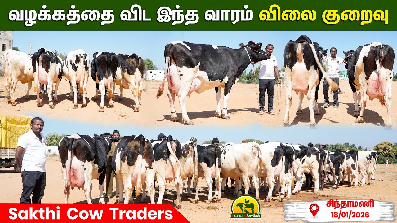 பால் வியாபாரம் லாபமா ஆகணுமா? இந்த மாடுகள் போதும் | @விவசாய ஆர்வலர்கள் Vivasaya Arvalargal