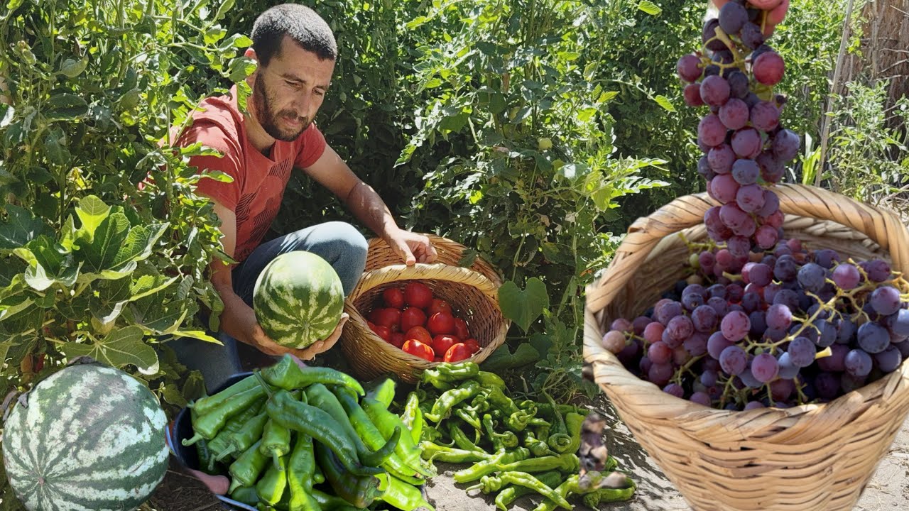 أجواء الصيف والخيرات الله من الخضر والفواكه في الريف نواحي الحسيمة 