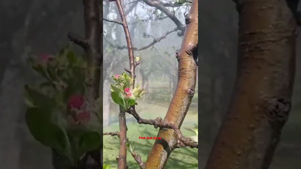 Pink Bud Spray#appleorchard