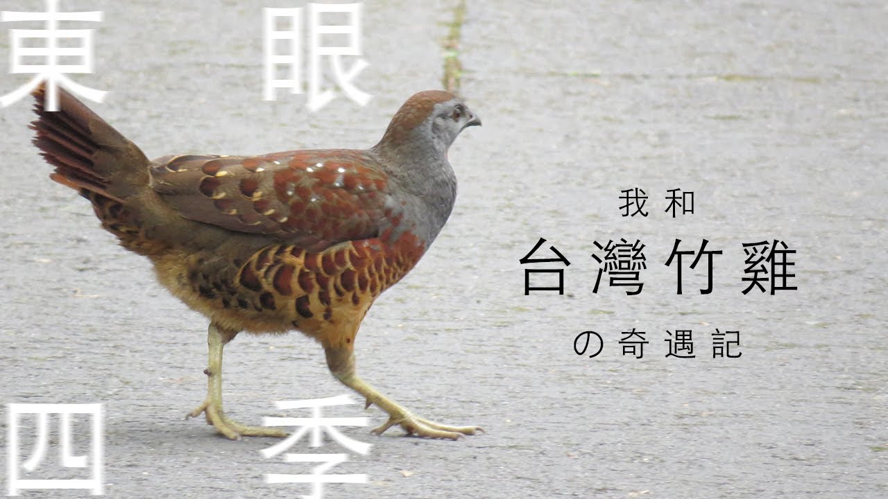 【東眼山自然教育中心】台灣竹雞 ㄍㄧ ㄍㄡˇㄍㄨㄞˊ