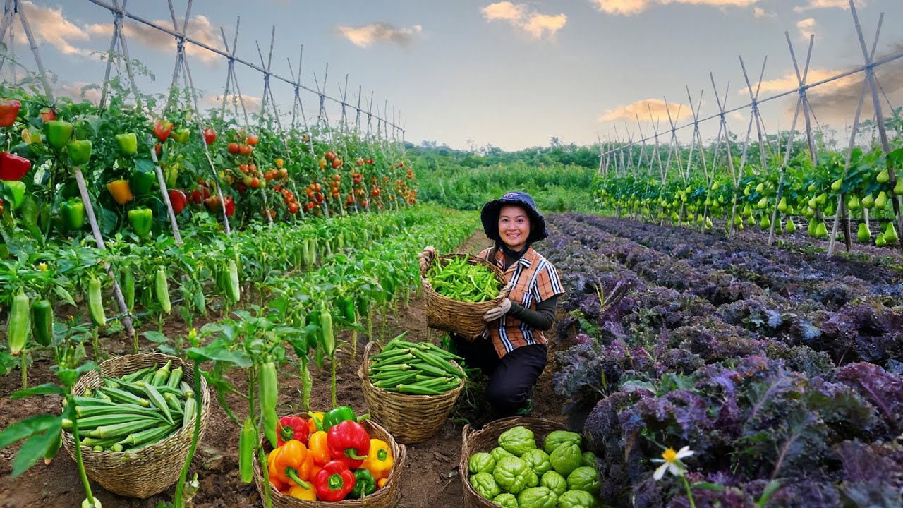 Harvest Farm Produce: Chili, Okra, Bell Pepper, Tomato, Kale – Sell At The Market – Cook With Them