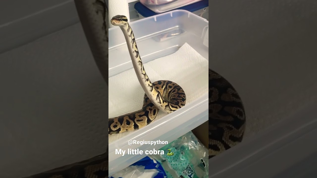 Beautiful curious 🧐 ball python looking 👀 around. #ballpython #reptiles #pythonregius #snake