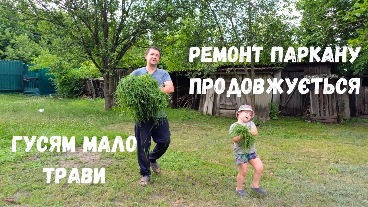 Вирощування качок Трава для гусей Велика Сіра Продовжуємо робити паркан із сітки Життя в селі
