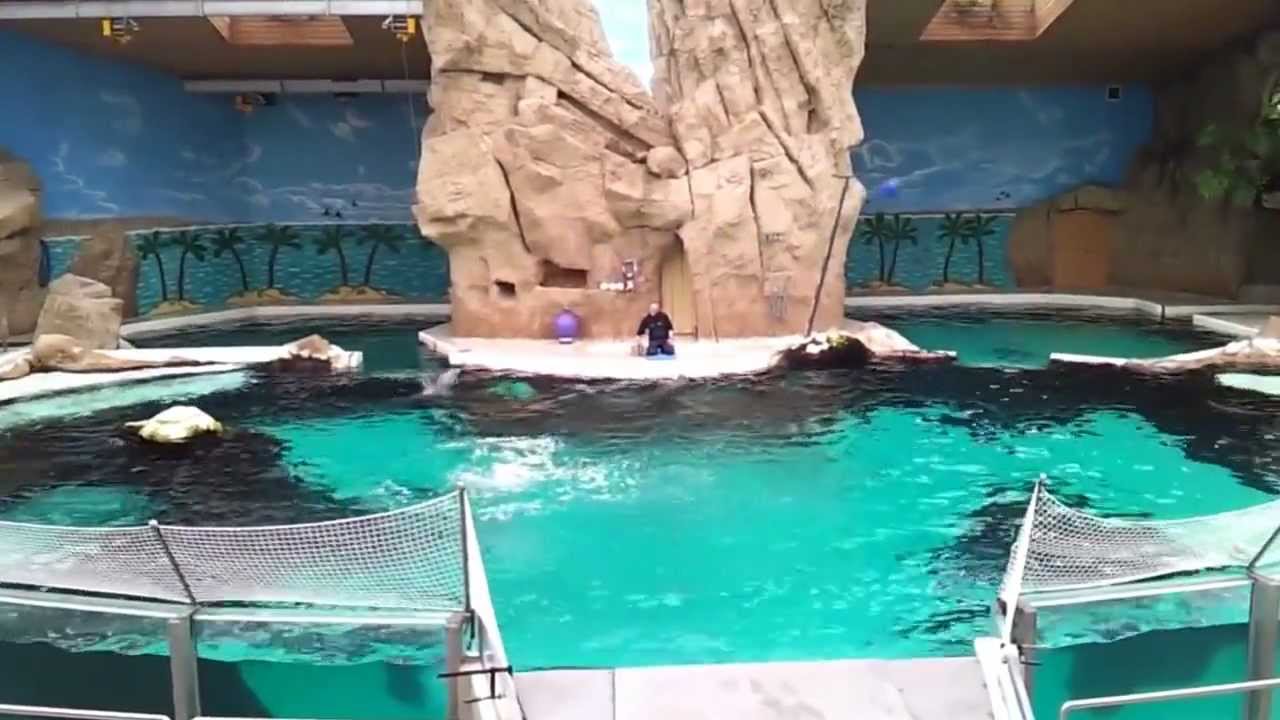 Delphin-Show-Duisburg-Zoo-2012-Samsung-Galaxy-S2-HD-720p