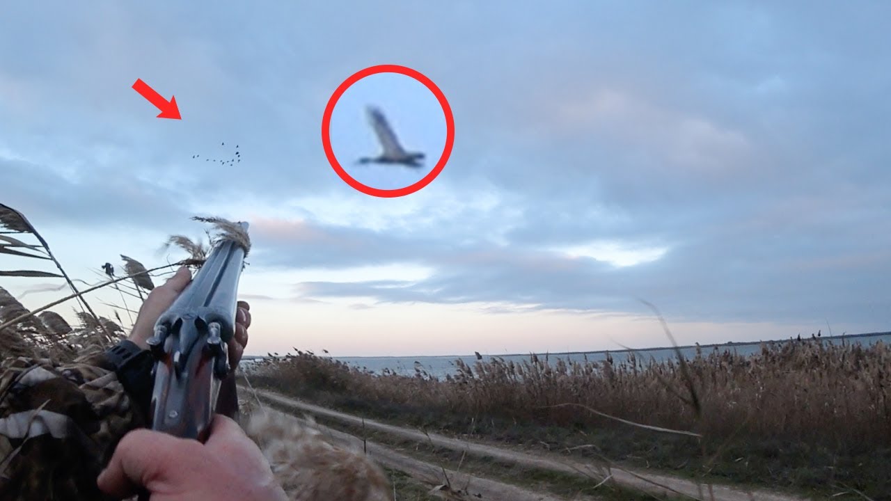 Охота на гуся от первого лица. Goose hunting first person.