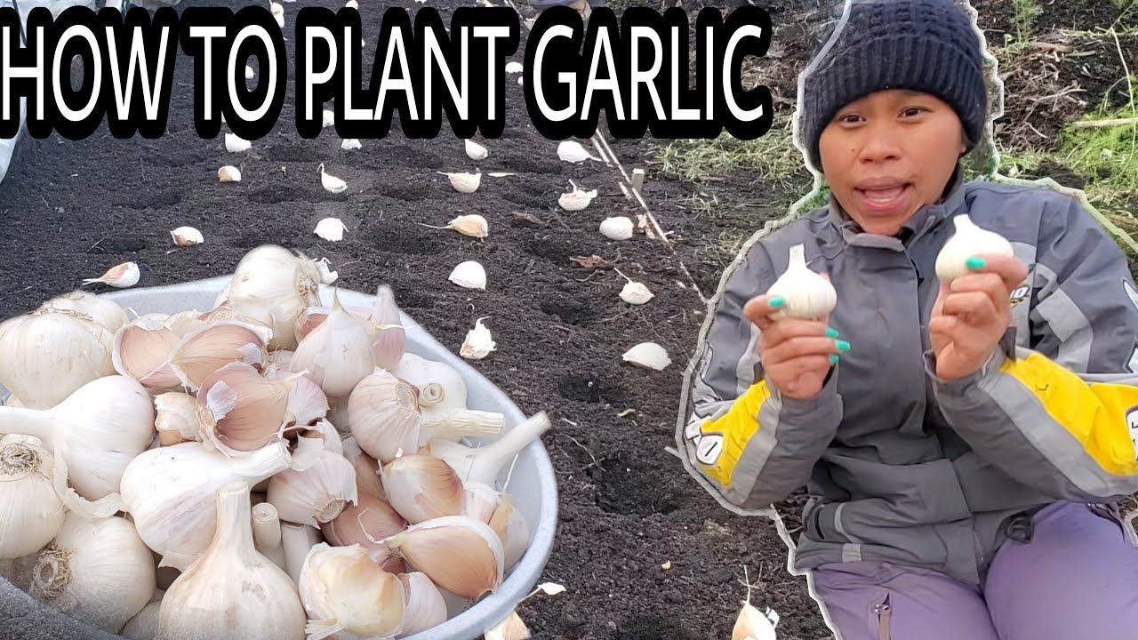 PAANO MAGTANIM NG BAWANG O GARLIC TIPS SA GUSTONG MAGTANIM SOBRANG DALI LNG ! #howtoplantgarlic