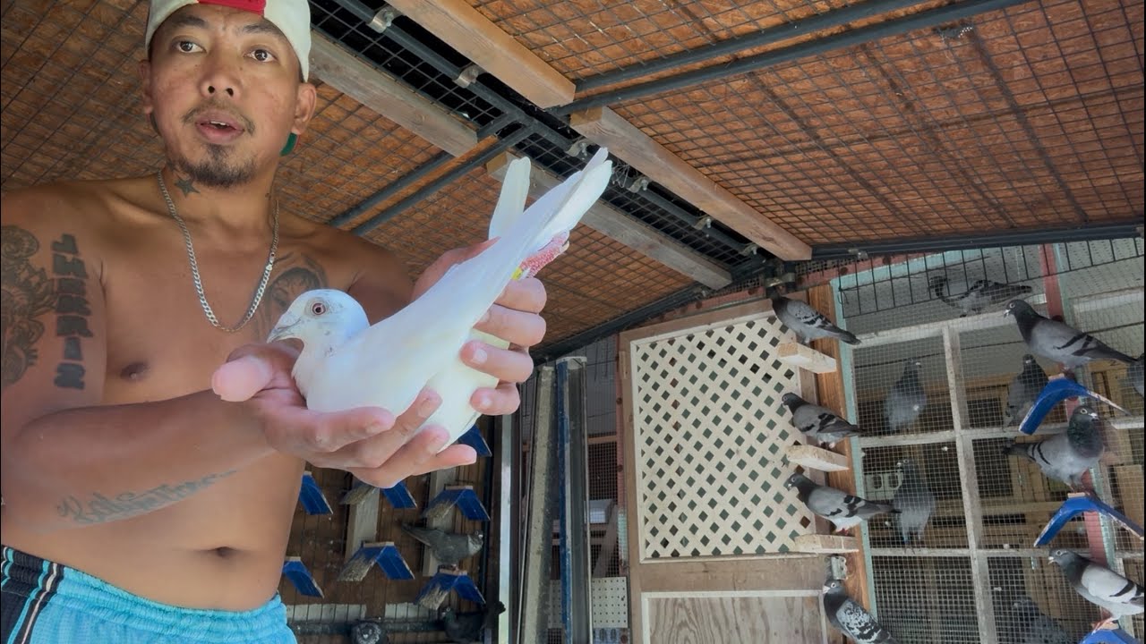 Sa murang halaga meron ka ng Breeder’s Na Proven Capistrano Loft 