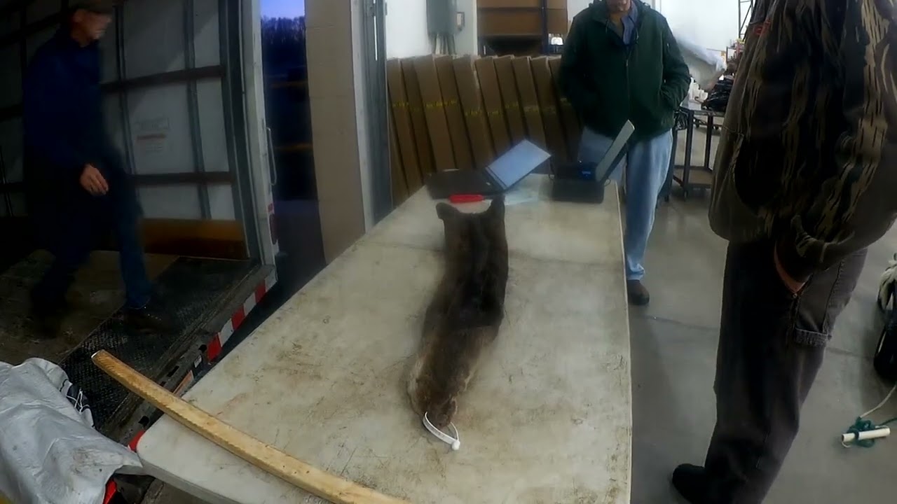 Groenewold Fur pick  up at WCS in  CT 2026