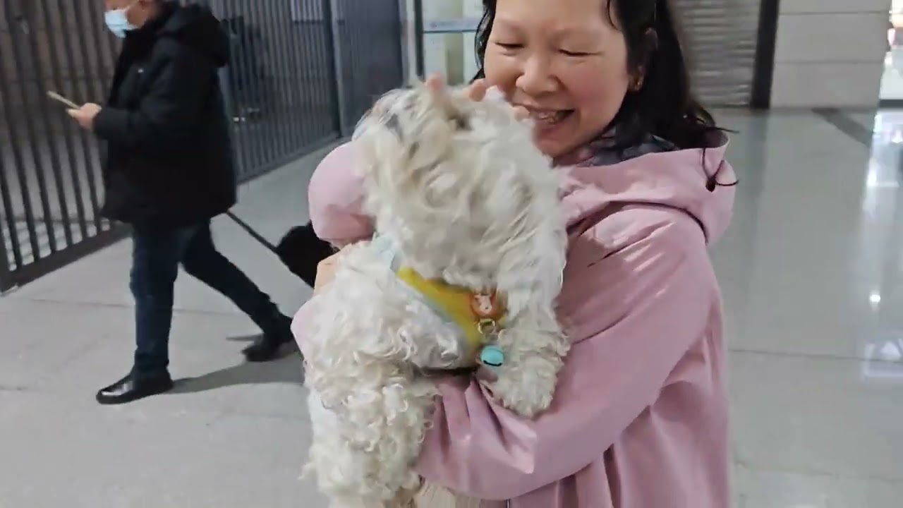 小三三两个月没见女主人了，火车站接到女主人高兴的跳起来要抱！