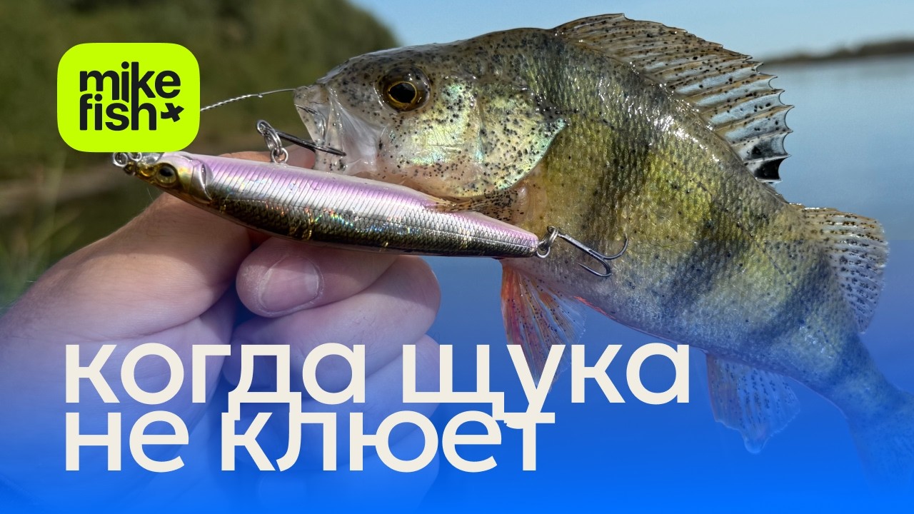 Коряги ловятся лучше, чем щуки :)