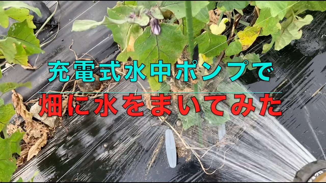 ヤバい猛暑！2階から放水実験も！超簡単・充電式水中ポンプで畑に水を撒いてみた　#農業 #現代農業 #japanesecountryside