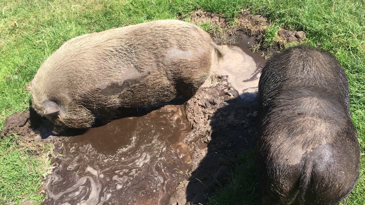 Varkens King en Dude gaan in modderbad