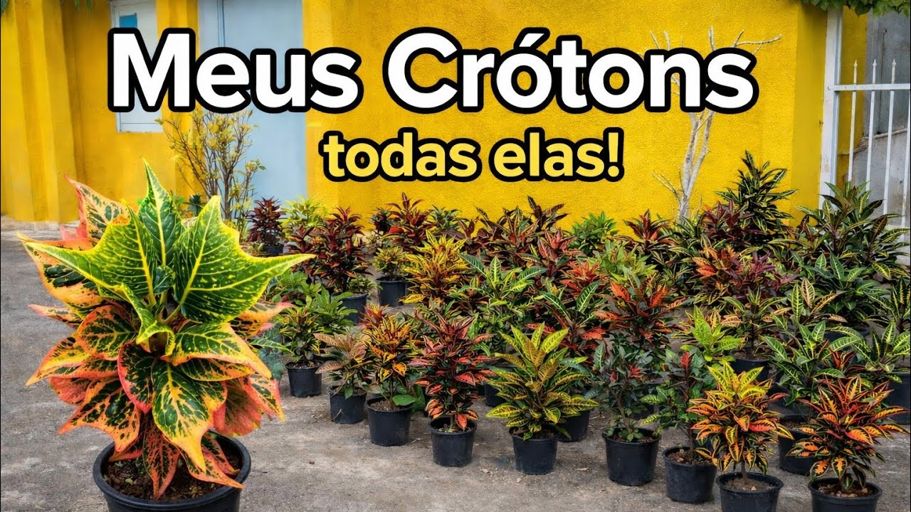 Meu paraíso de CRÓTONS, levei tempo,  mais aprendi  a Como Cultivar. 