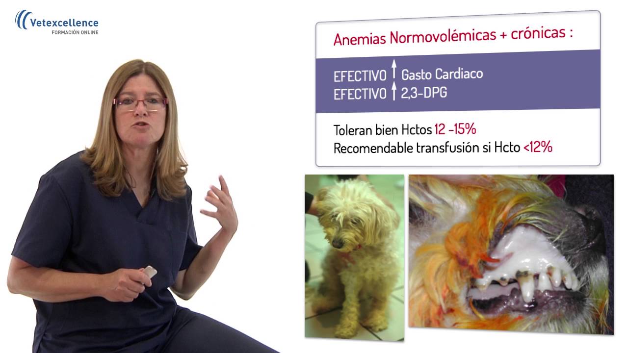 ¿Cuándo necesita realmente un paciente una transfusión sangínea? - Urgencias veterinarias
