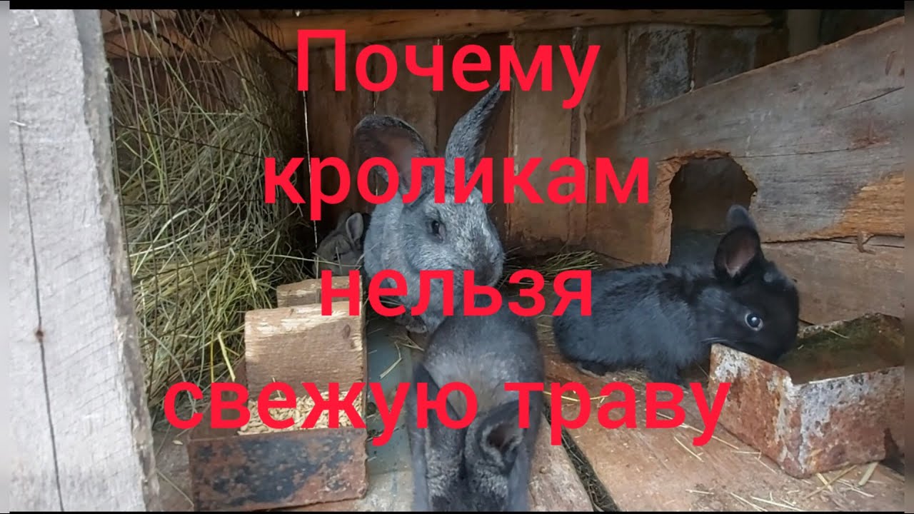 Почему кроликам нельзя свежую траву