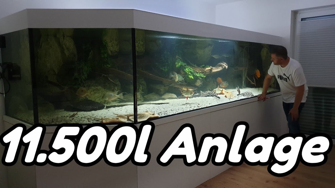 11.500l Amazonasbecken | Fischraumtour | Potamotrygon albino BD black diamond boesemani P14