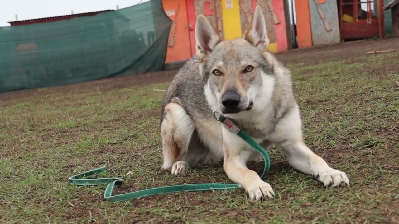 The Czechoslovakian Wolfdog.