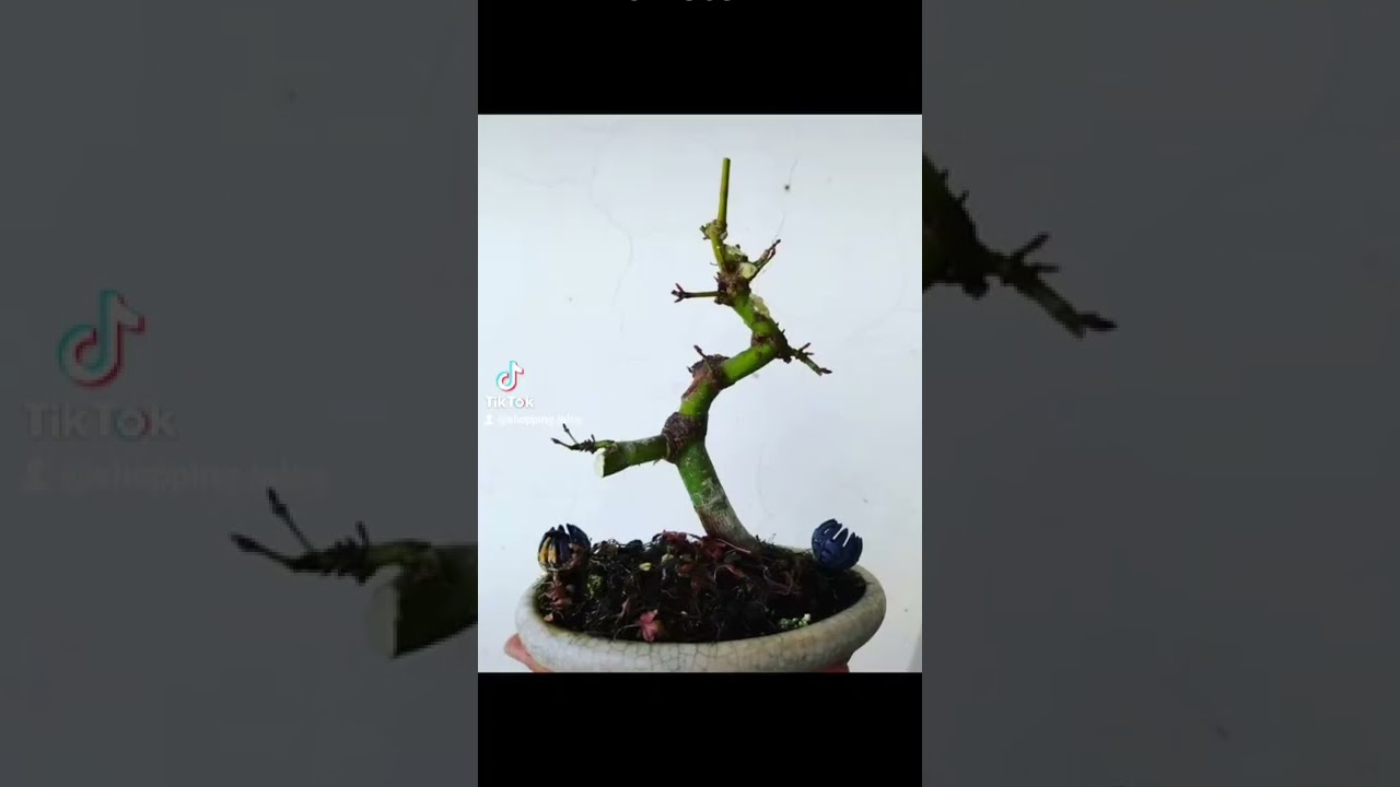 evoluci&oacute;n de arce palmatum japonez.   by Drbonsai @shoppingjalos7404