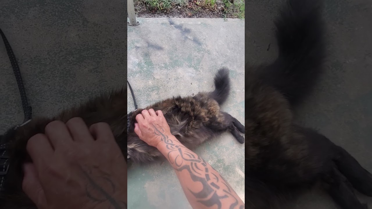 #unwind after work #relaxing cats #cats #tortoise shell kitty